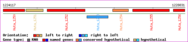 gene map