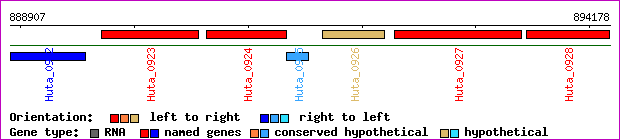 gene map