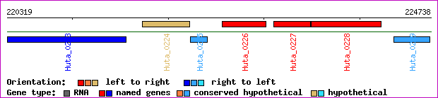 gene map