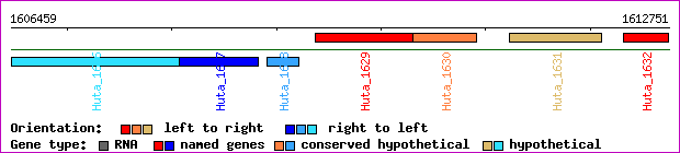gene map