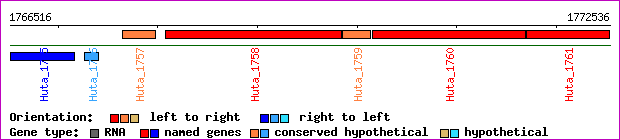 gene map