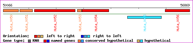 gene map