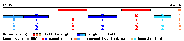 gene map