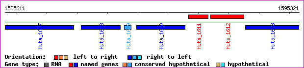gene map