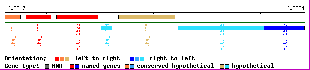 gene map
