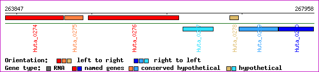 gene map