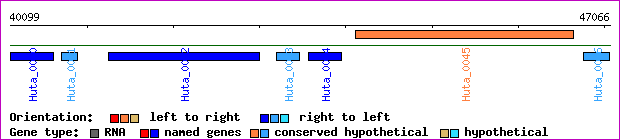 gene map