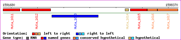 gene map