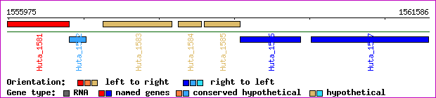 gene map