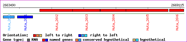 gene map