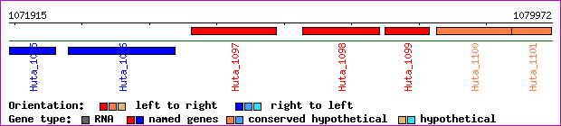 gene map