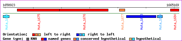 gene map