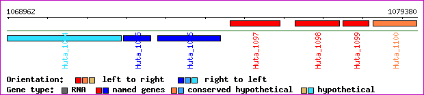 gene map