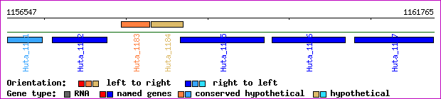 gene map