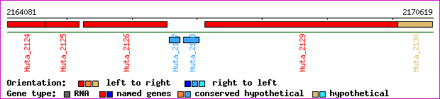 gene map