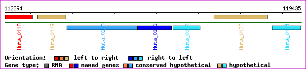 gene map