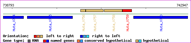 gene map