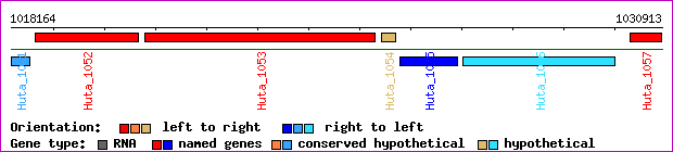gene map