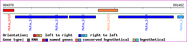 gene map