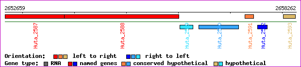 gene map