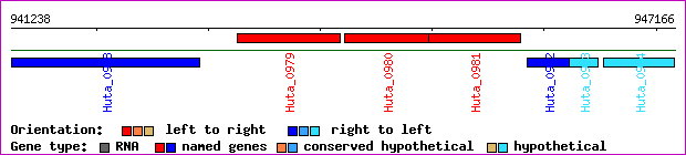 gene map