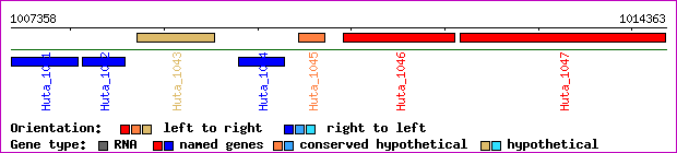 gene map