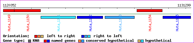 gene map