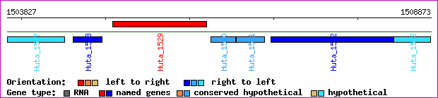 gene map