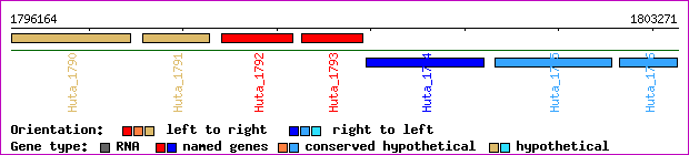 gene map