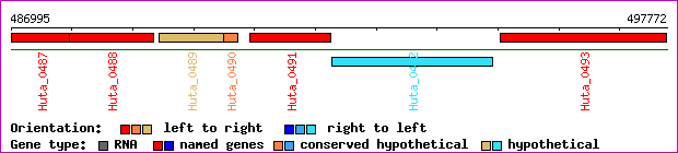gene map