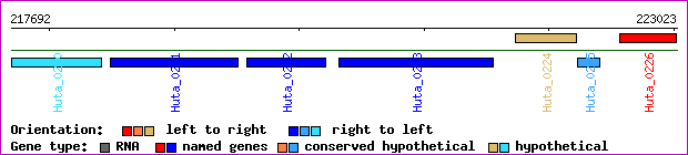 gene map