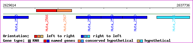 gene map
