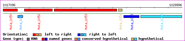 gene map
