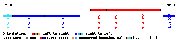 gene map