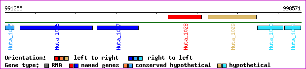 gene map