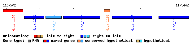 gene map