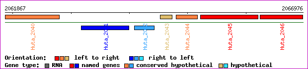 gene map