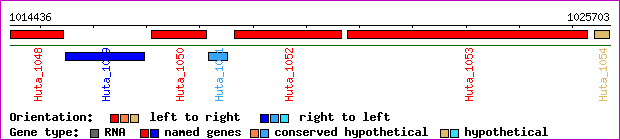 gene map