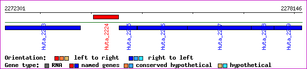 gene map