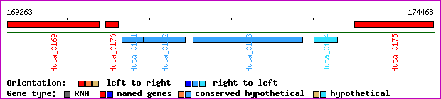 gene map
