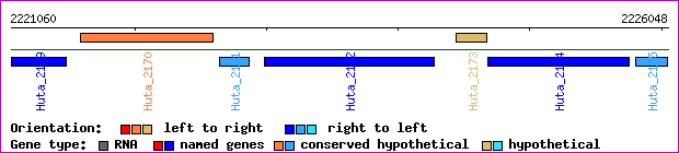 gene map