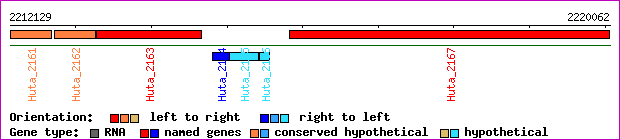 gene map