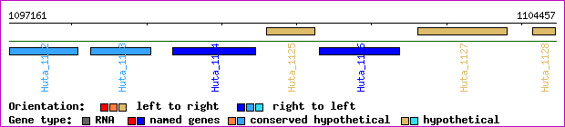 gene map