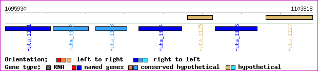 gene map