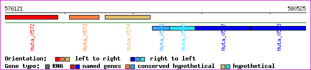 gene map