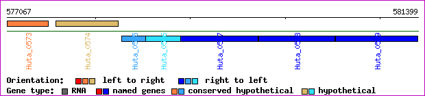 gene map