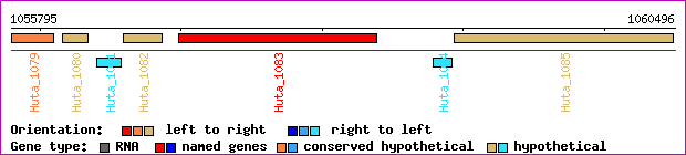gene map