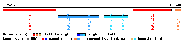 gene map