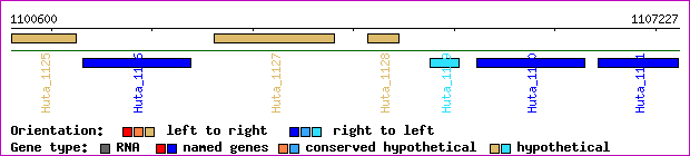 gene map
