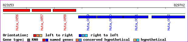 gene map